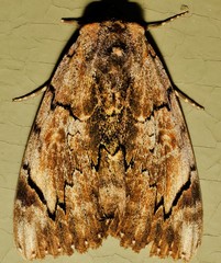 Catocala carissima