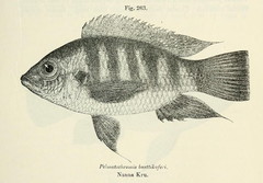 Cichlid photo 3
