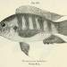 Buettikofer's Cichlid - Photo Boulenger, George Albert, 1858-1937, no known copyright restrictions (public domain)