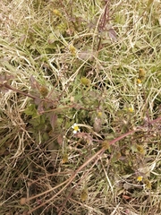 Bidens odorata