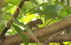 Tamiops maritimus hainanus