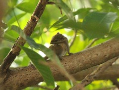 Tamiops maritimus hainanus