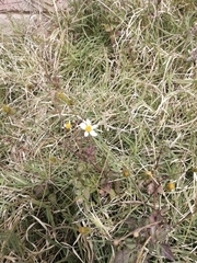 Bidens odorata
