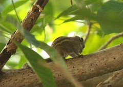 Tamiops maritimus hainanus