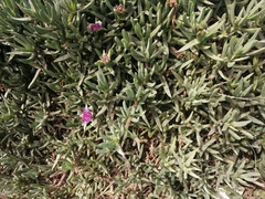Carpobrotus