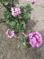 Pelargonium