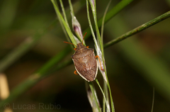 Mormidea paupercula