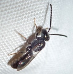 Lasioglossum zephyrus