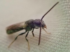Lasioglossum zephyrus