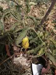 Solanum