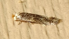 Zimmermannia mesoloba