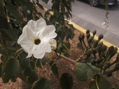 Ipomoea pauciflora