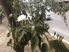 Ipomoea pauciflora
