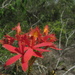 Epidendrum cinnabarinum - Photo (c) Víctor de Paiva, some rights reserved (CC BY-NC-ND), uploaded by Víctor de Paiva