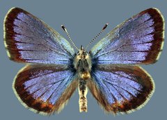 Euphilotes spaldingi spaldingi