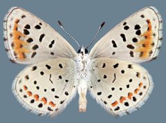 Euphilotes spaldingi spaldingi