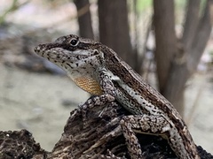 Anolis gingivinus