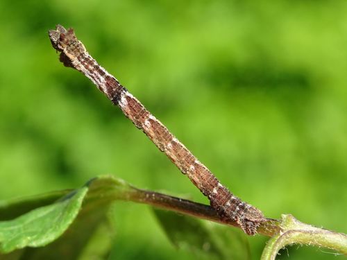 Common Emerald, Stadspolder, Dordrecht, Nederland, photo 9 of 10