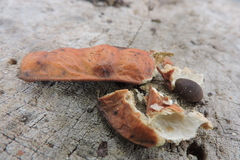 Brownea ariza