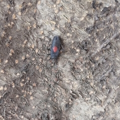 Stenomacra marginella