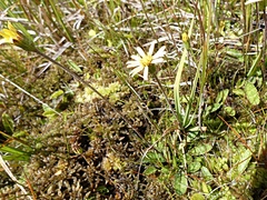 Brachyglottis lagopus
