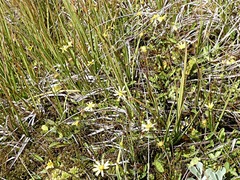 Brachyglottis lagopus