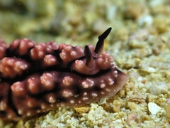 Phyllidiopsis krempfi