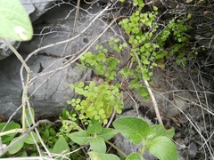 Adiantum tricholepis