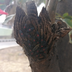 Stenomacra marginella