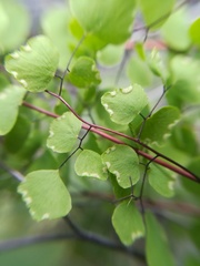Adiantum tricholepis