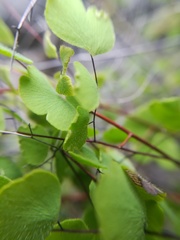 Adiantum tricholepis