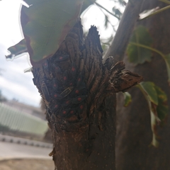 Stenomacra marginella