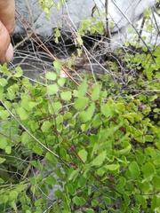 Adiantum tricholepis