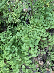 Adiantum jordanii image