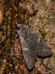 Lithophane laticinerea