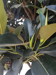Ficus elastica