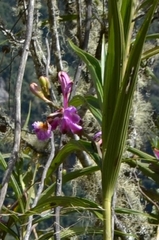 Sobralia dichotoma