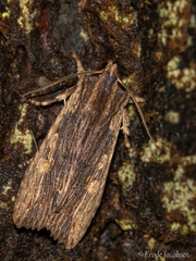 Lithophane signosa