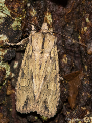 Lithophane disposita