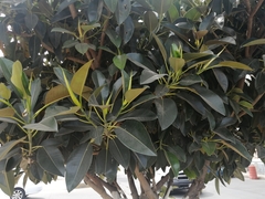 Ficus elastica