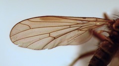 Empidadelpha torrentalis