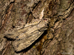 Lithophane disposita