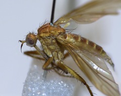 Empidadelpha torrentalis