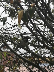 Passer domesticus