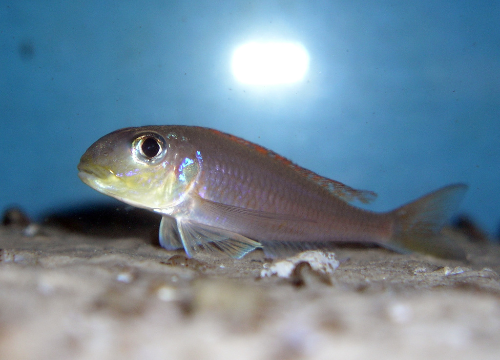 Xénotilapia à nageoires jaunes (Xenotilapia flavipinnis)