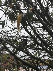 Passer domesticus