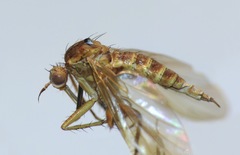 Empidadelpha torrentalis