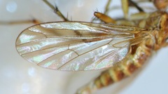 Empidadelpha torrentalis