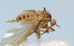 Empidadelpha torrentalis