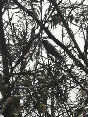 Cynanthus latirostris